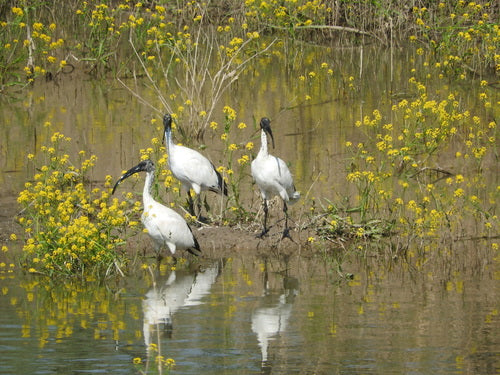 Heiliger Ibis — Bild 5 von 11