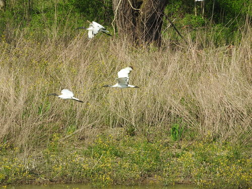 Heiliger Ibis — Bild 4 von 11