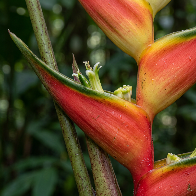 Helikonie (Heliconia), KI-Illustration