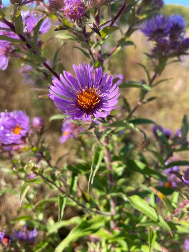 Herbstaster — Bild 3 von 8