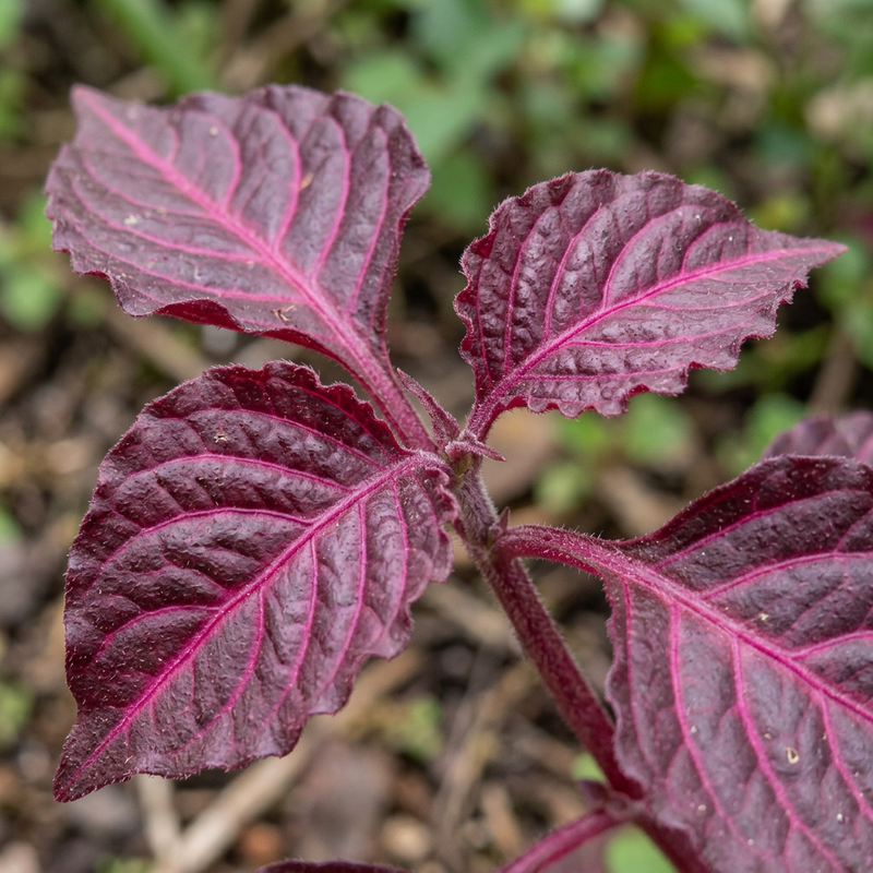 Herbsts Iresine (Iresine herbstii), KI-Illustration
