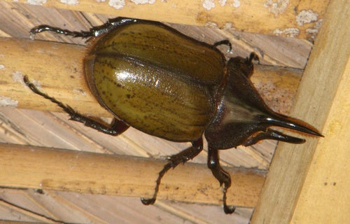 Herkuleskäfer (Unterart) — Bild 3 von 8