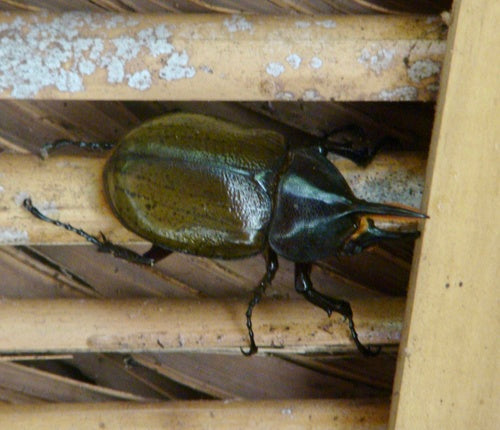 Herkuleskäfer (Unterart) — Bild 2 von 8