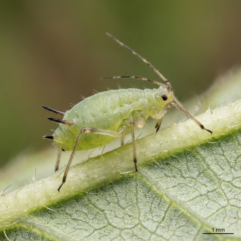 Himbeerblattlaus (Aphis idaei), KI-Illustration