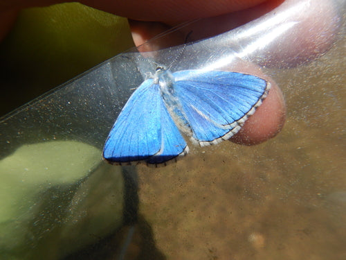 Himmelblauer Bläuling — Bild 4 von 10
