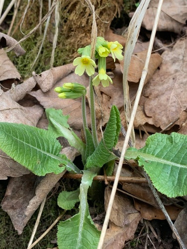 Hohe Schlüsselblume — Bild 3 von 9