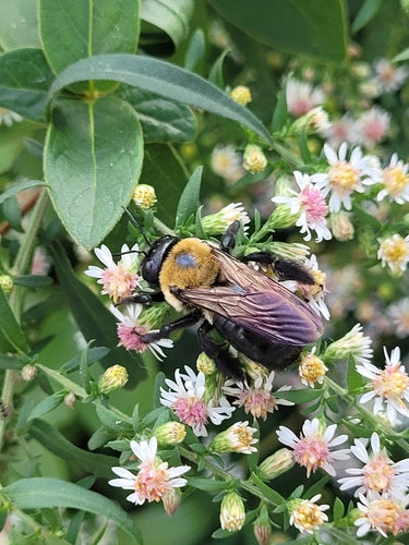 Holzbienen — Bild 3 von 8