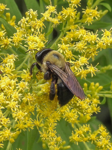 Holzbienen — Bild 5 von 8