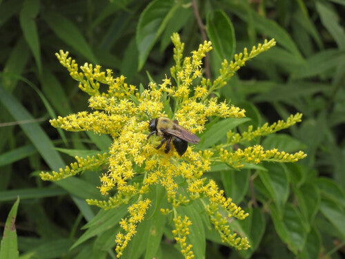 Holzbienen — Bild 4 von 8