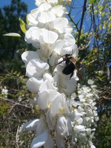 Holzbienen — Bild 2 von 8