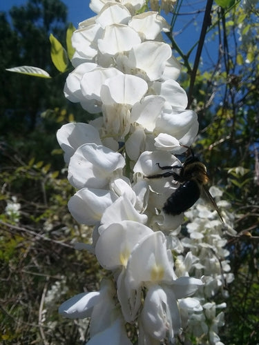 Holzbienen — Bild 1 von 8