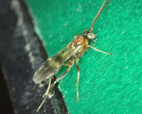 Holzwurm-Brackwespe — Bild 4 von 4