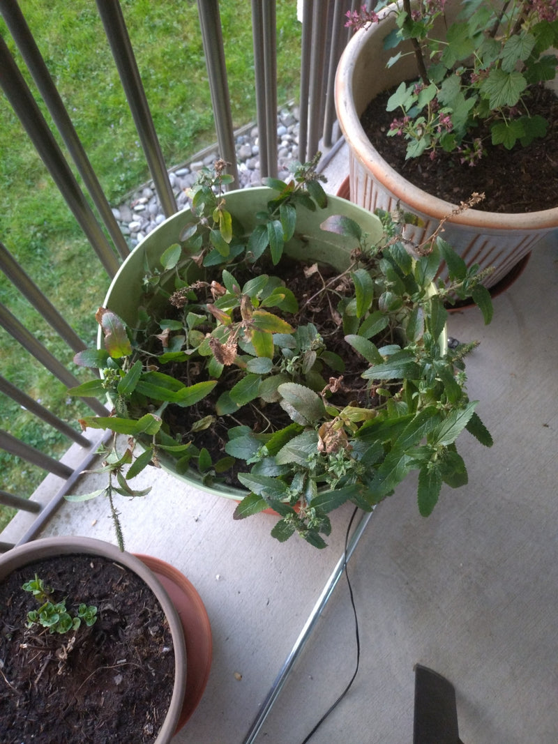 Eine Topfpflanze mit grünen Blättern steht auf einem Balkon. Es handelt sich um ein Exemplar von Ehrenpreis.