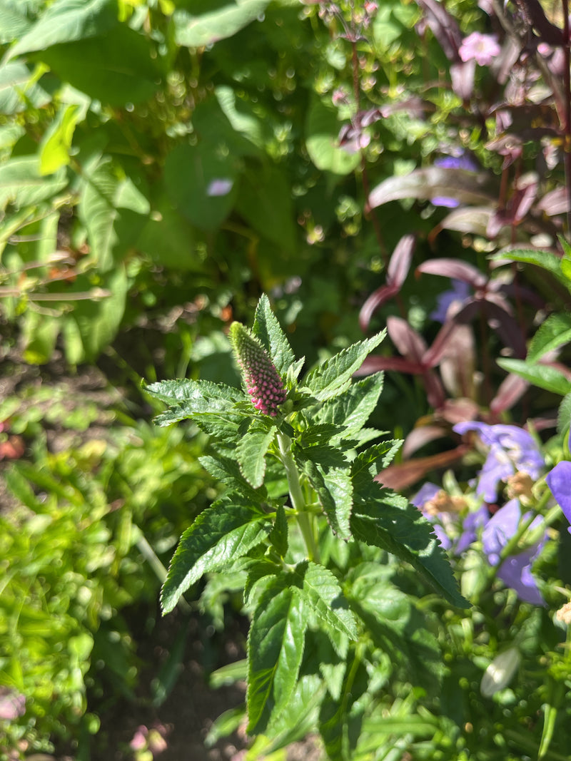Zu sehen ist der blühende Ähren-Ehrenpreis mit seinen typischen, noch geschlossenen Knospen und grünen Blättern. Die Pflanze steht im Sonnenlicht inmitten an...