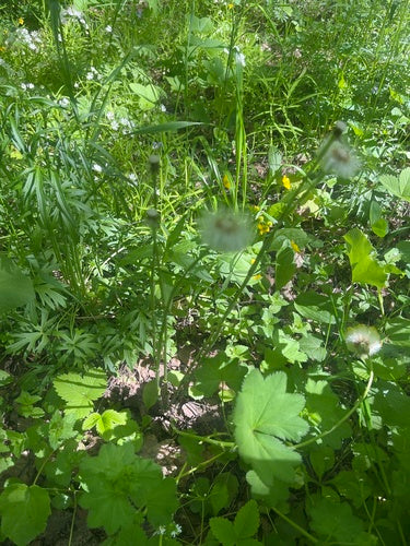 Huflattich — Bild 5 von 11