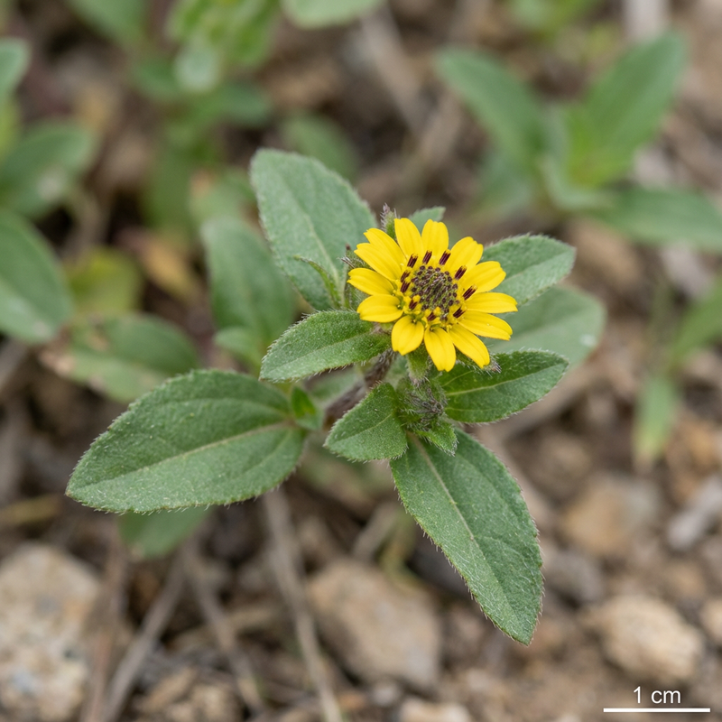 Husarenknoepfchen (Sanvitalia procumbens), KI-Illustration