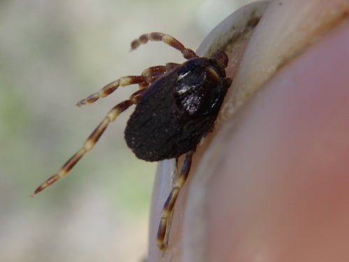 Hyalomma Zecke — Bild 3 von 8