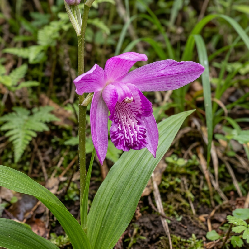 Hyazinthen-Orchidee (Bletilla striata), KI-Illustration