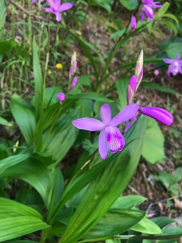 Hyazinthen-Orchidee — Bild 4 von 5
