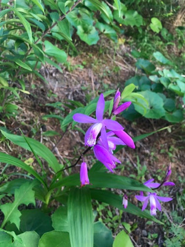 Hyazinthen-Orchidee — Bild 5 von 5