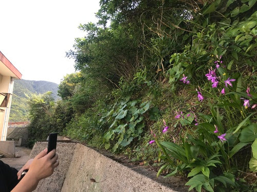 Hyazinthen-Orchidee — Bild 3 von 5
