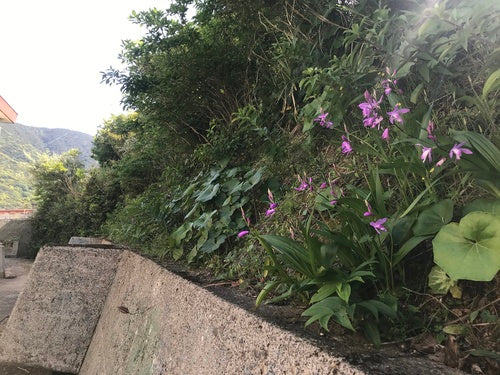 Hyazinthen-Orchidee — Bild 2 von 5