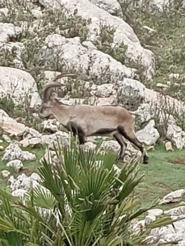 Iberiensteinbock — Bild 2 von 9