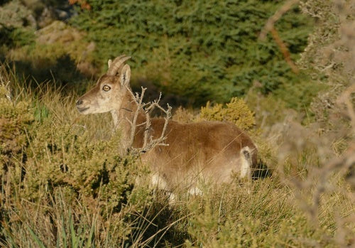 Iberiensteinbock — Bild 5 von 9