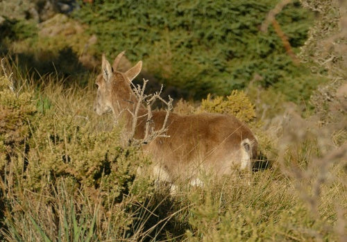 Iberiensteinbock — Bild 4 von 9