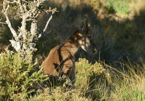 Iberiensteinbock — Bild 3 von 9