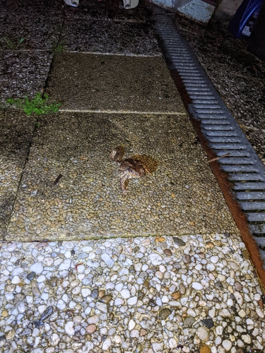 Iberische Erdkröte — Bild 4 von 9