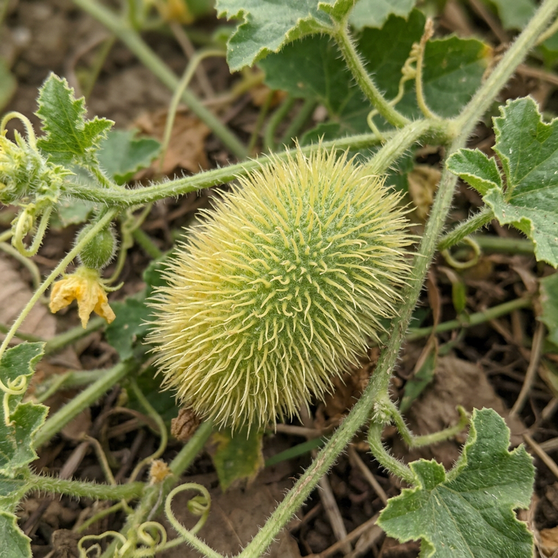 Igel-Gurke (Cucumis dipsaceus), KI-Illustration