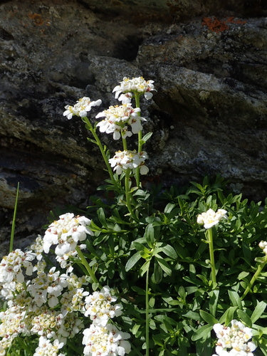 Immergruene Schleifenblume — Bild 4 von 10