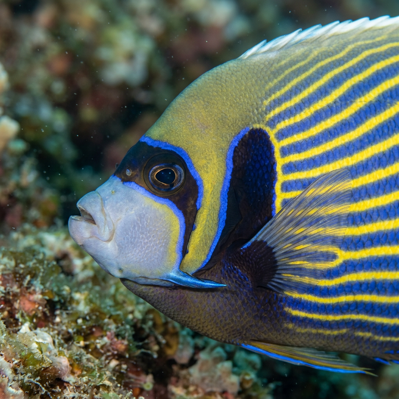 Imperator-Kaiserfisch (Pomacanthus imperator), KI-Illustration