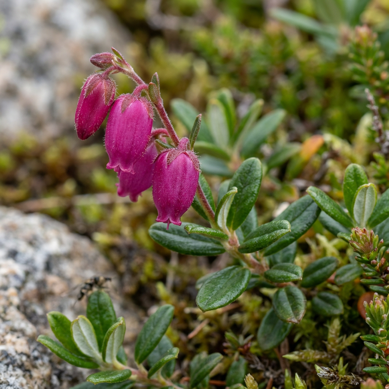 Irische Glockenheide (Daboecia cantabrica), KI-Illustration
