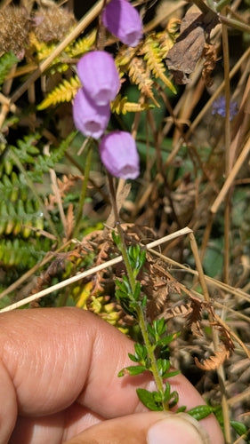 Irische Glockenheide — Bild 2 von 8
