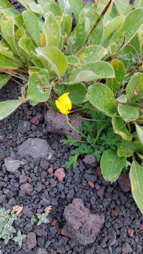 Island-Mohn — Bild 4 von 9