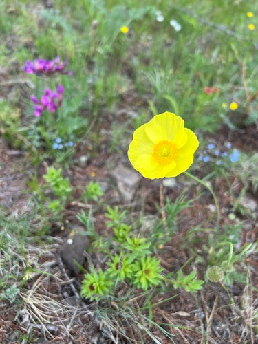 Island-Mohn — Bild 5 von 9