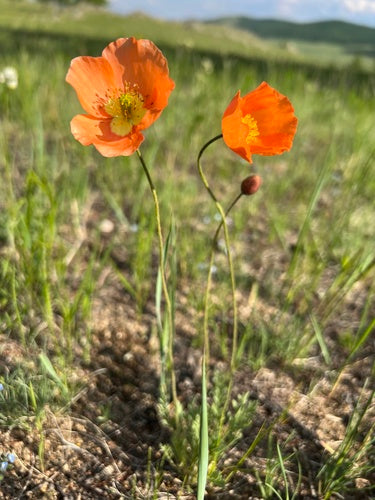 Island-Mohn — Bild 3 von 9