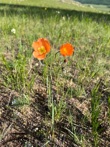 Island-Mohn — Bild 2 von 9