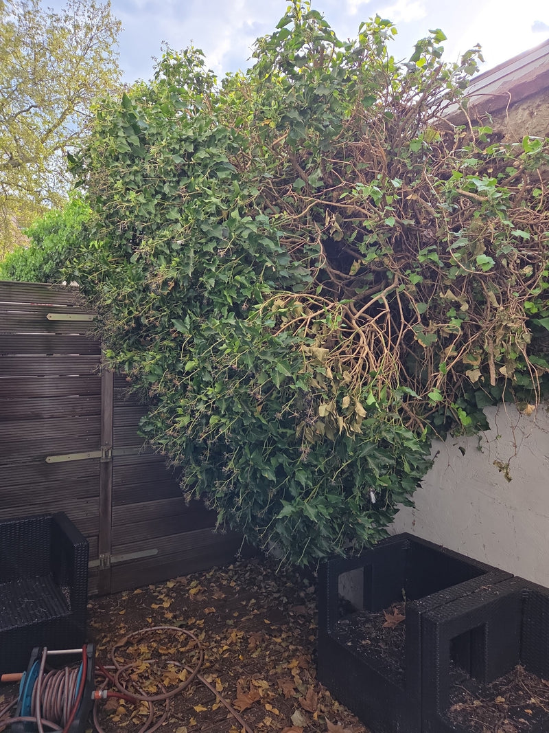 Efeu — Bild 3