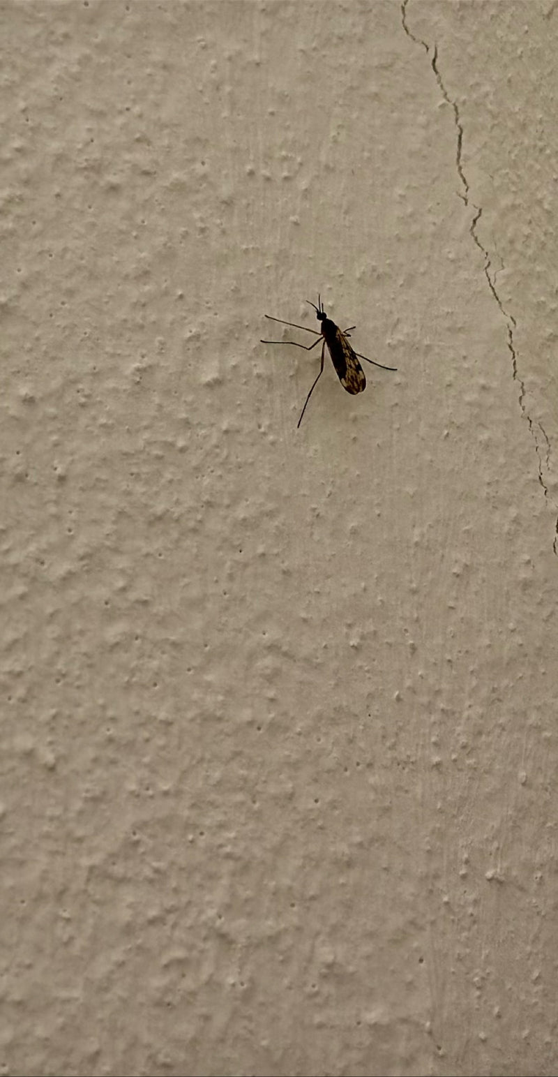 Eine Gemeine Fenstermücke sitzt auf einer hellen, strukturierten Wand. Das Insekt ist in seitlicher Perspektive gut zu erkennen.