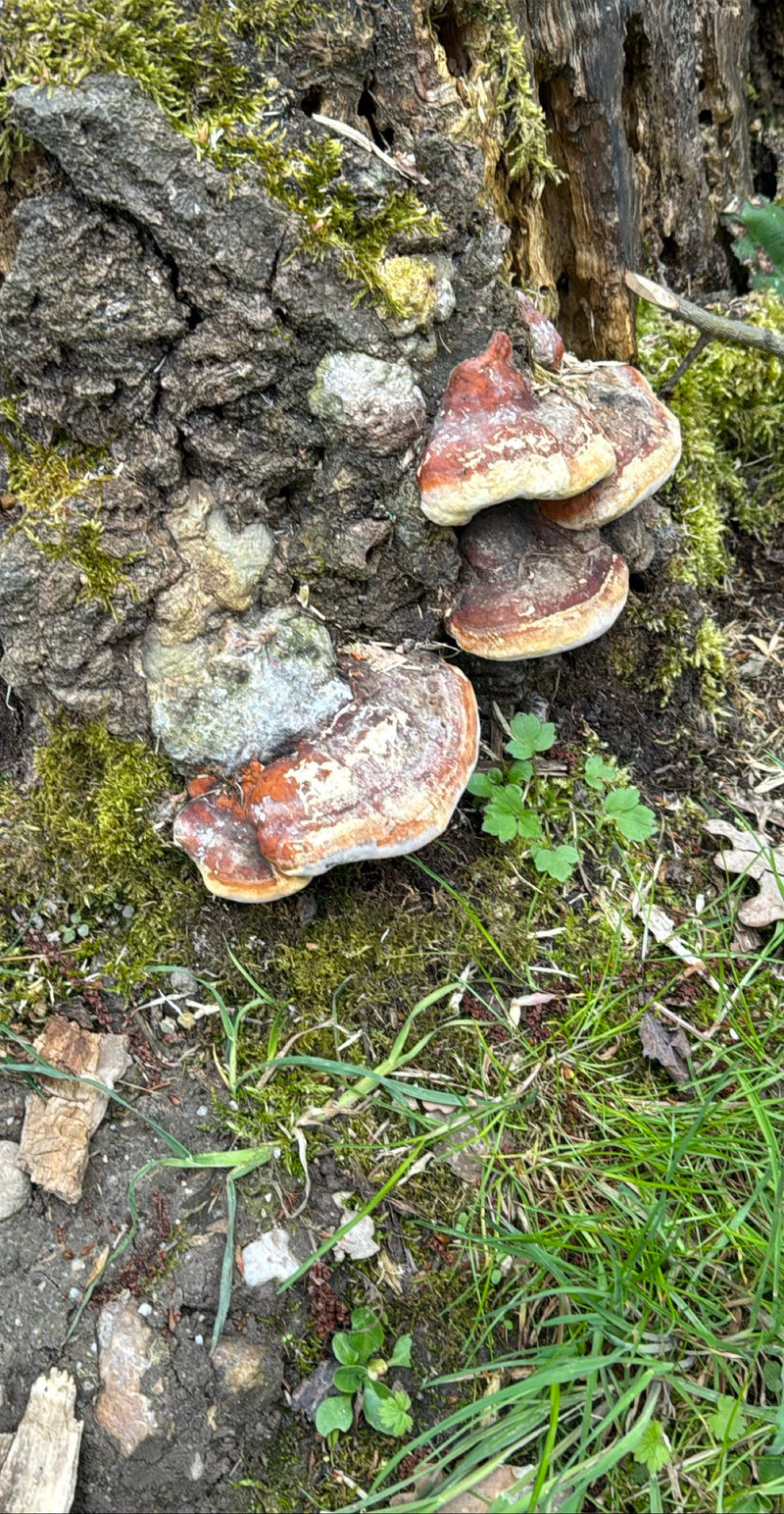 Mehrere konsolenförmige Fruchtkörper des Rotrandigen Baumschwamms wachsen an der Basis eines moosigen Baumstumpfes. Die typischen rot-braunen bis gelblichen ...