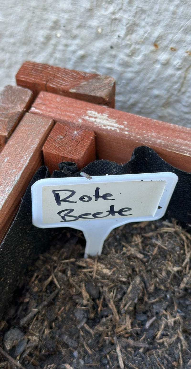 Eine kleine Trauermücke sitzt auf einem weißen Pflanzenschild mit der Aufschrift Rote Beete. Das Schild steckt in der Erde eines Hochbeets.