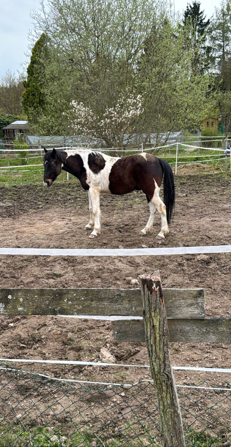 Ein schwarz-weiß geschecktes Hauspferd steht seitlich auf einem matschigen Paddock hinter einem Holzzaun. Im Hintergrund befinden sich Sträucher und Bäume.
