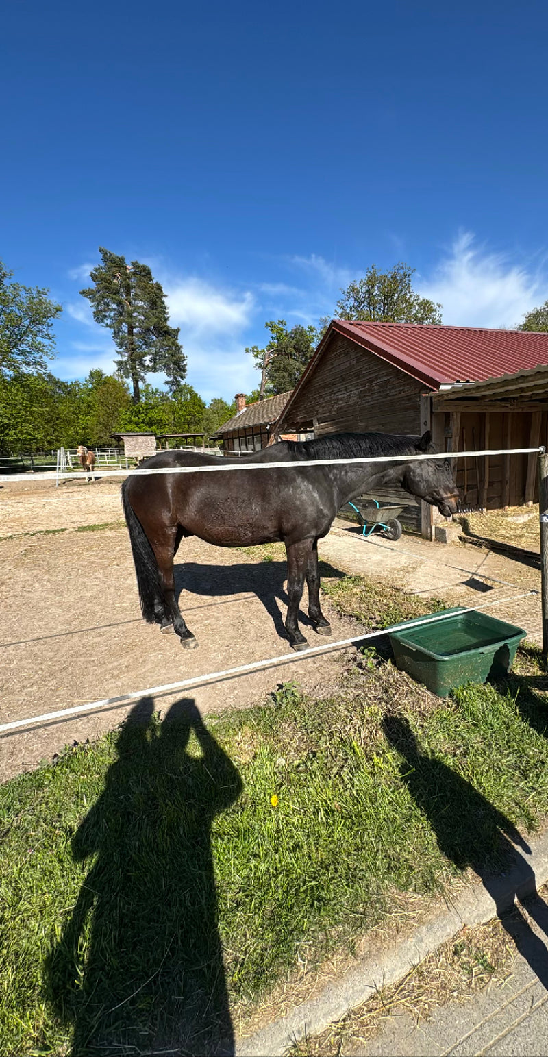 Ein dunkles Hauspferd steht seitlich auf einem sandigen Paddock neben einem Holzgebäude. Im Hintergrund ist ein weiteres Pferd auf einer Koppel zu sehen.