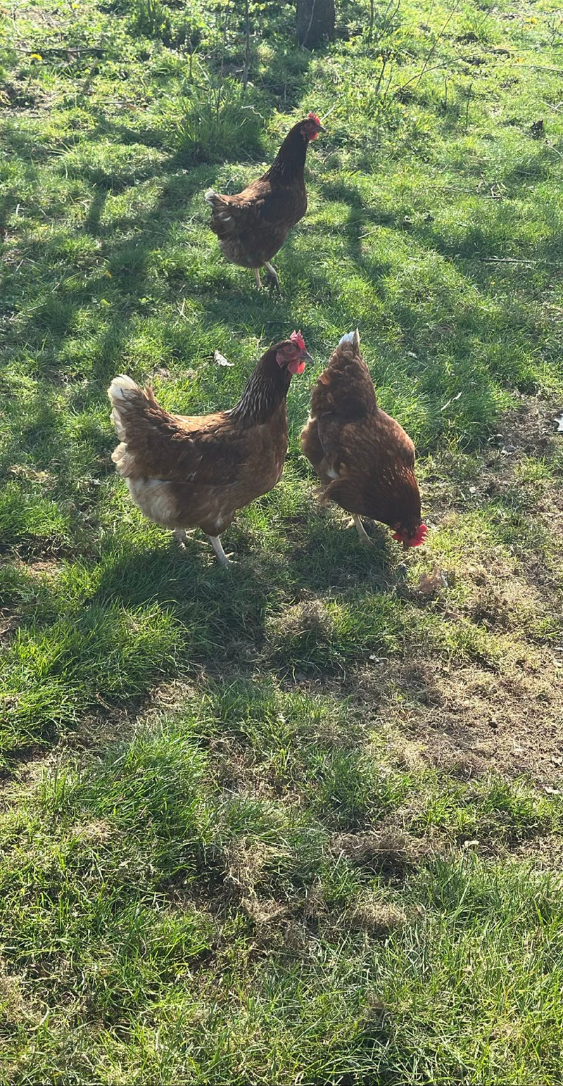 Drei braune Haushühner laufen auf einer grünen Wiese umher. Sie suchen im Gras nach Nahrung.