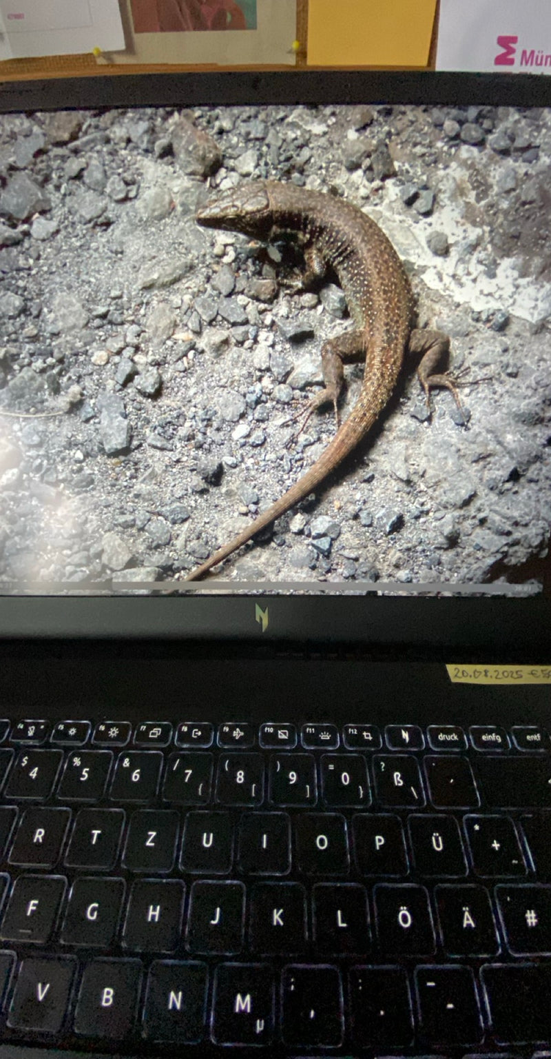 Eine Madeira-Mauereidechse sitzt auf einem steinigen Untergrund. Das Reptil ist gut erkennbar.