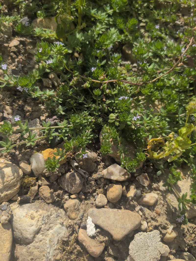 Die Acker-Röte wächst auf einem steinig-sandigen Boden und zeigt ihre charakteristischen kleinen, violetten Blüten. Die Pflanze breitet sich flach aus.