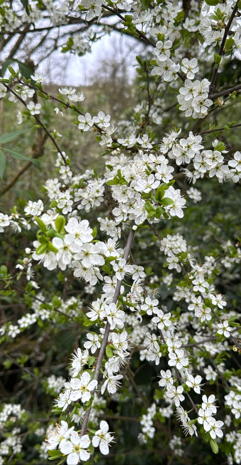 Schlehen — Bild 5